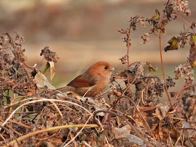 Vinous-throated Parrotbill by the Xiang River