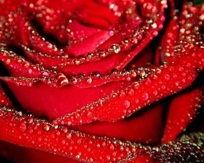 Red rose in dew
