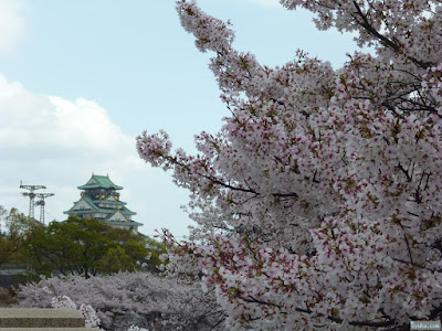 桜と大阪城