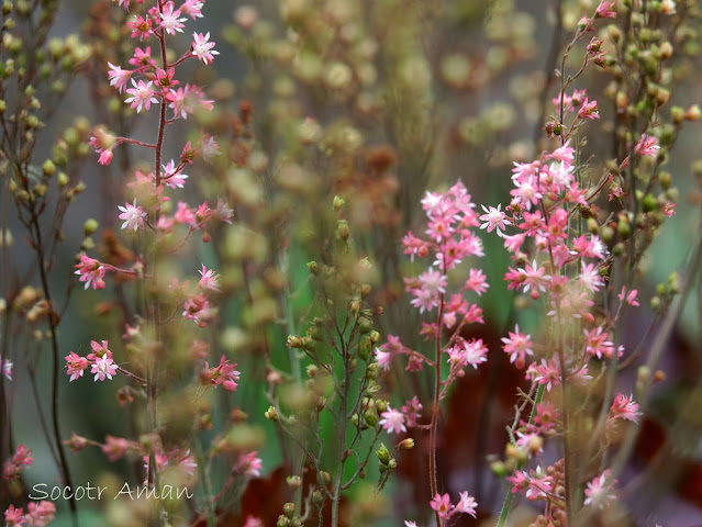 Heuchera