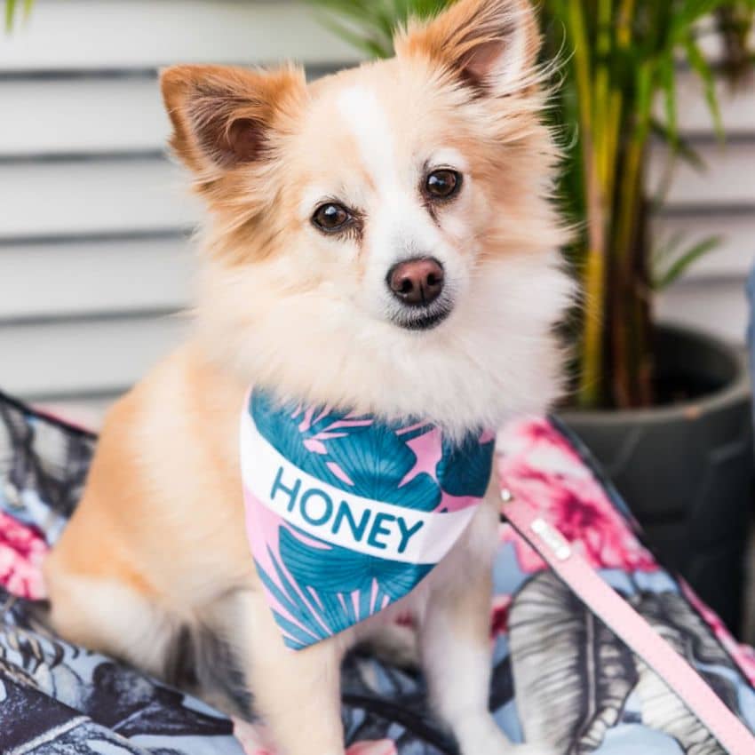 australian-dog-wearing-personalised-bandana