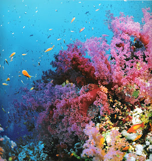 Great Barrier Reef