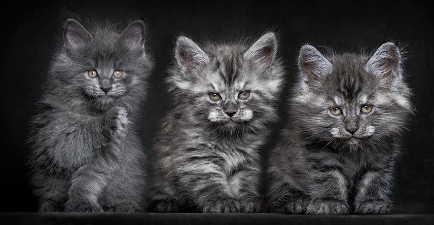 65 Breathtaking Pictures Of Maine Coons, The Largest Cats In The World