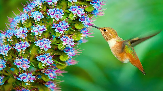 Hummingbirds