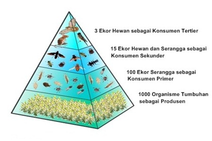 BIOLOGI TOPI BIRU PIRAMIDA  EKOLOGI