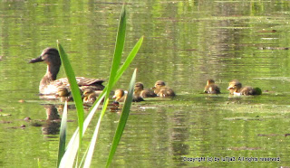 Mallard and Ducklings