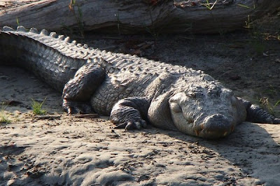 Extremely Dangerous Animals pictures CROCODILE