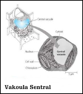 vakuola sentral "Sel"