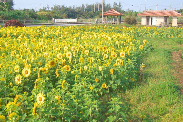 tiled-roof, buildings, sunflowers, toilets, Okinawa