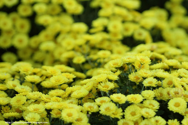 'Fancy That Yellow' Chrysanthemum.