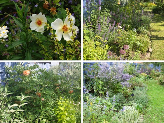 Jardin opale bleu et jaune