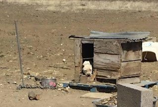 Esta pobre perra pasó años encadenada y abandonada por su dueño