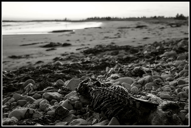 Cherry Hill Beach; Nova Scotia