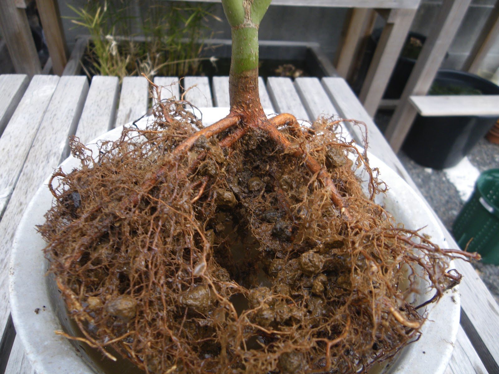 根の剪定 植え替えで根を切る 整理する方法 もみじ編 メダカの大工