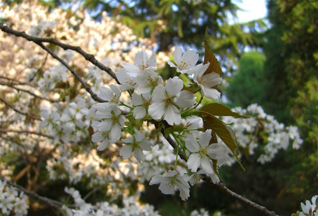 Cherry Blossom Flowers