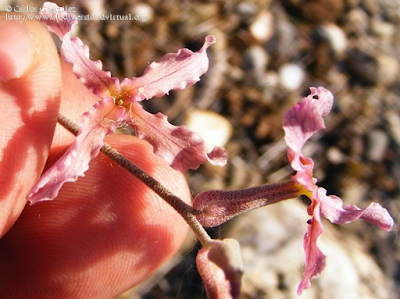 http://www.biodiversidadvirtual.org/herbarium/Matthiola-fruticulosa-%28Loefl.-ex-L.%29-Maire-subsp.-fruticulosa-img232154.html