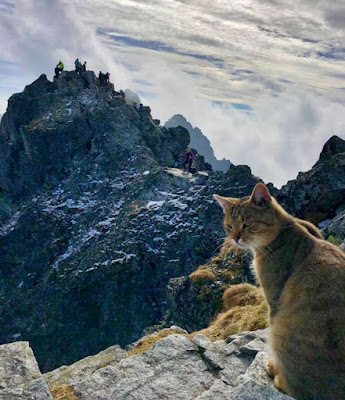  Inilah Kucing Pendaki Puncak Tertinggi di Polandia Wow, Inilah Kucing Pendaki Puncak Tertinggi di Polandia