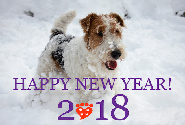 This terrier in the snow wishes you a Happy New Year 2018 from Companion Animal Psychology