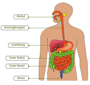 Sistem Pencernaan Manusia