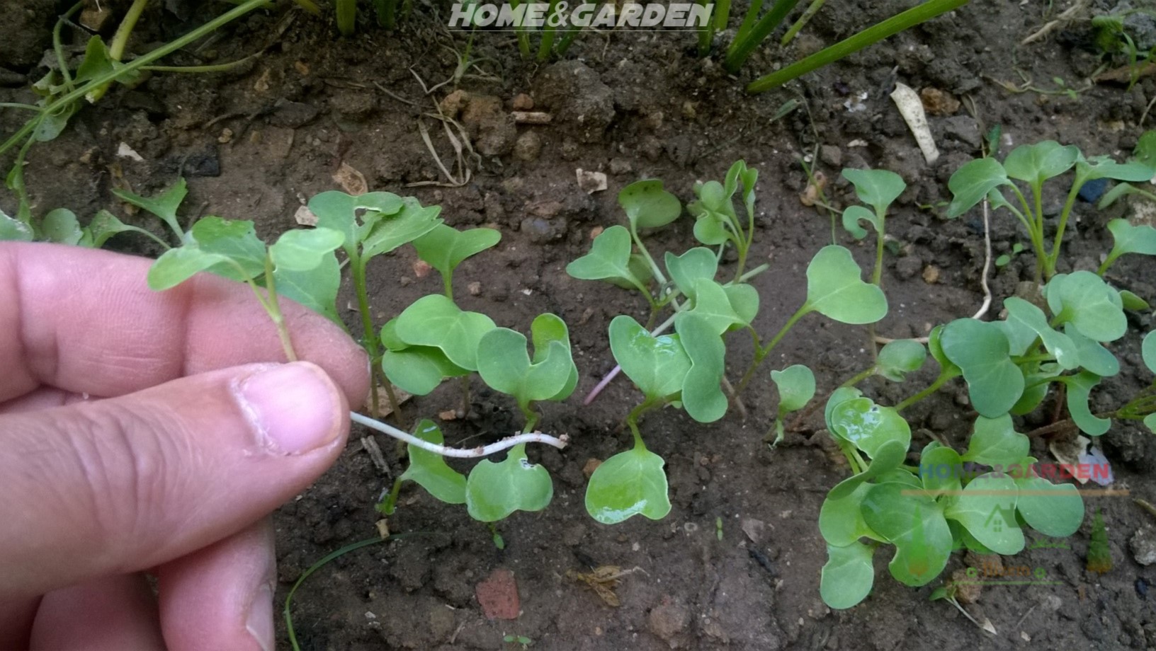 Thin radishe seedlings to about two inches apart when the plants are a week old. Crowded plants do not grow well.