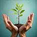 World environment day save the earth plant in hands