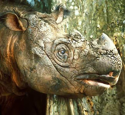 ugly animals in world. World#39;s ugliest animals