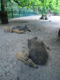 Wildschweine Tierpark Berlin