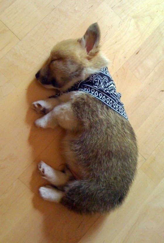 Cuteness_Overload_03
