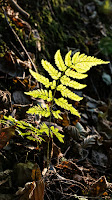 Autumn light on a fern on Stubby Lane