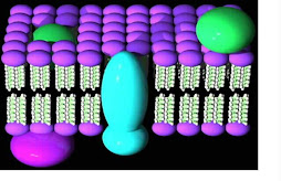 LIPID BILAYER