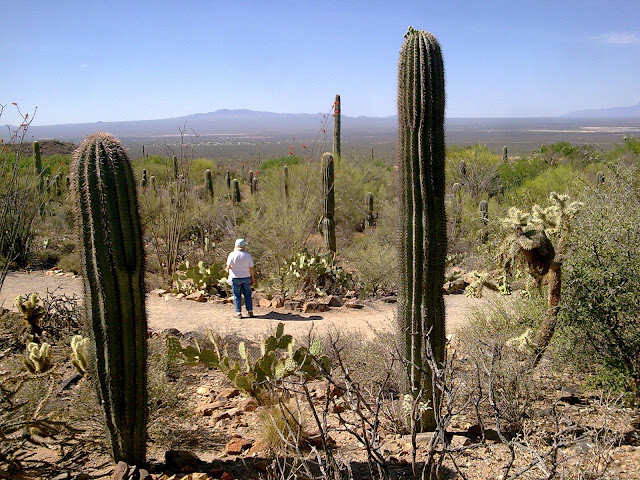 turismo taruk, sonoran deser museum tucson az