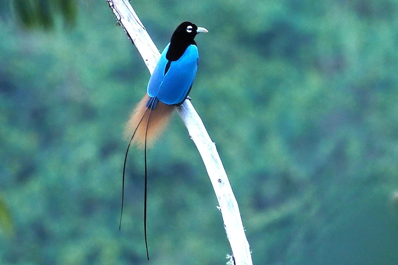 The 10 Most Colorful Birds of Paradise Around the World