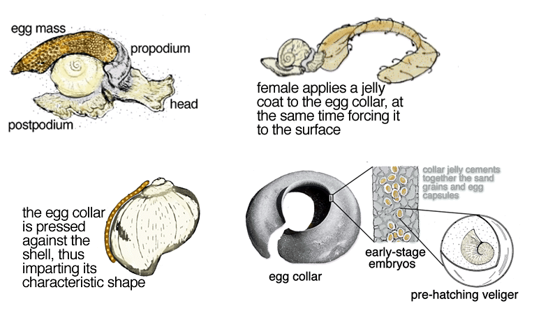 sand-collar-moon-snail-9