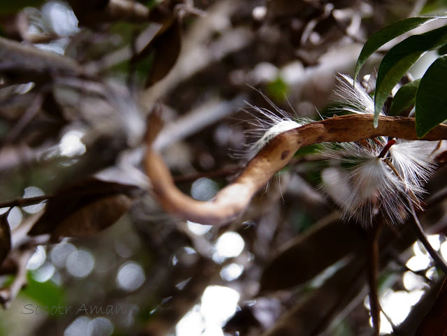 Trachelospermum asiaticum