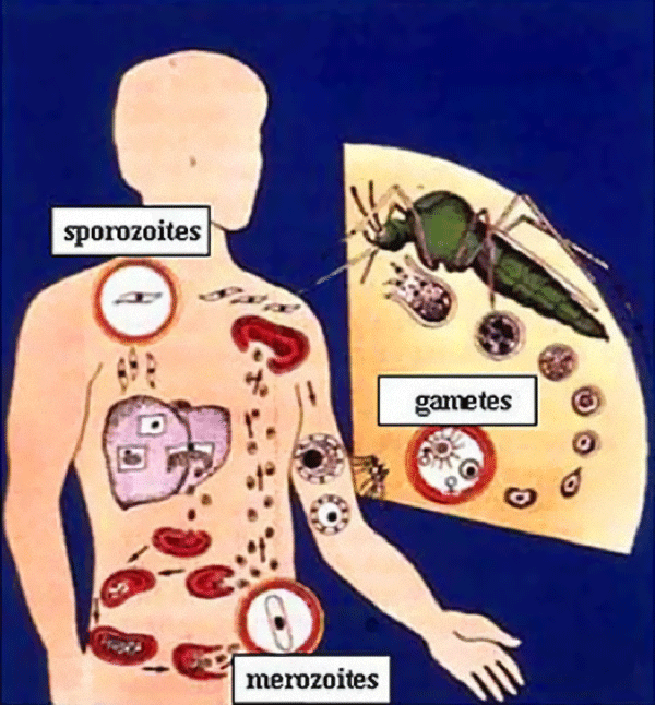 Sedikit Mengenal Penyakit Malaria