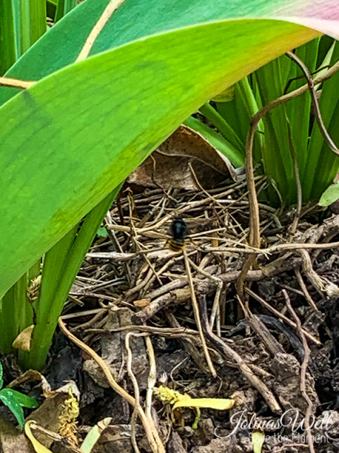 Eine Wildbiene beim Nestbau