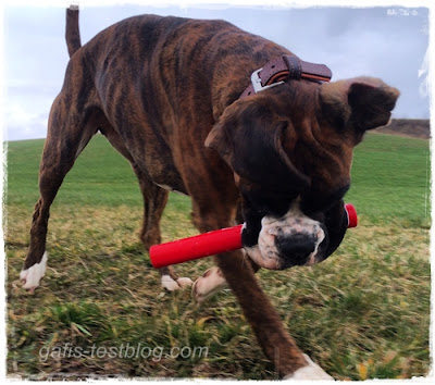 Boxer Amy sucht Mäuschen