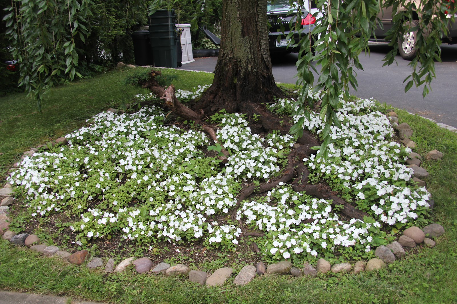 Gardening and Gardens: Impatiens destroyed by Downy Mildew