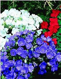 Blue Flowers Perennial