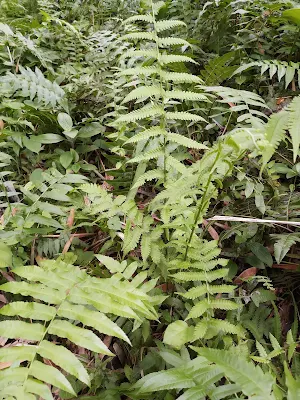 Ferns