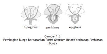 pembagian bunga berdasarkan letaknya