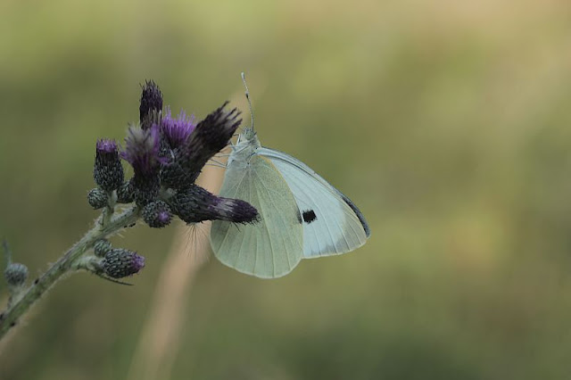 Großer Kohlweißling, Pieris brassicae