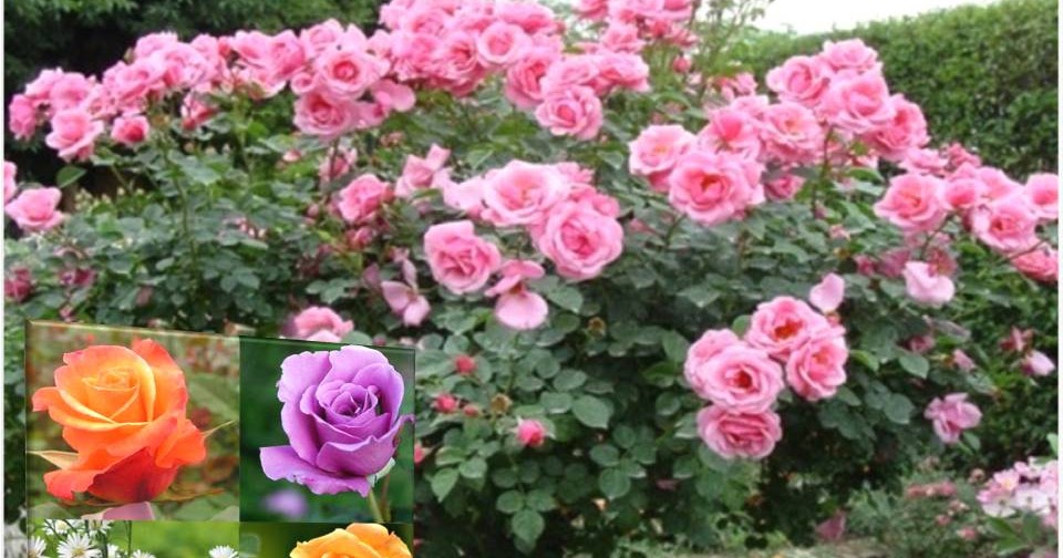 4 Cara Merawat Bunga Mawar  Biar Cepat Berbunga Jual 