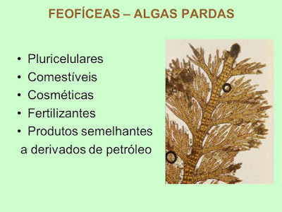 Protoctista 2: Algas