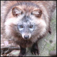 Raccoon Dog? Never Heard of It