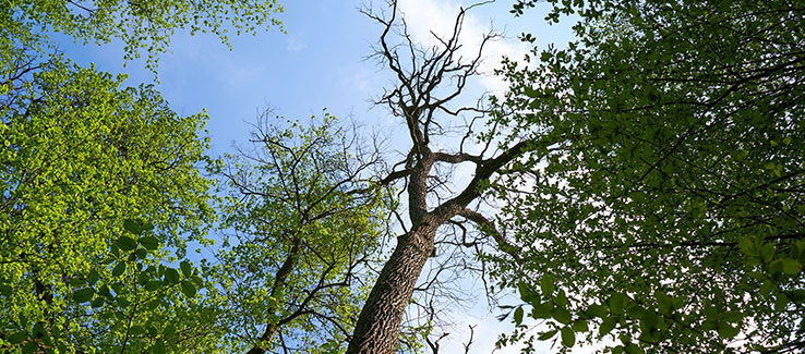 Dying oak tree symptoms include failure to leaf out in spring