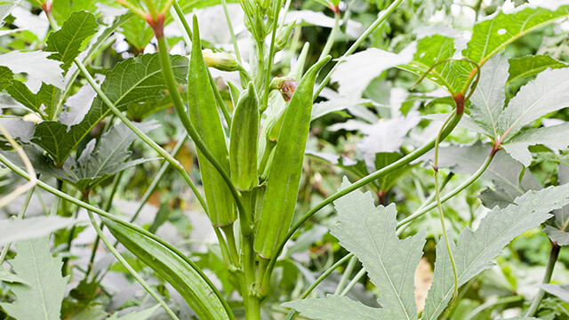 tanaman okra