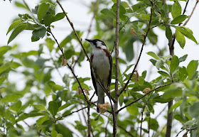 Chestnut-sided Warbler - Shumsky Road, Michigan, USA