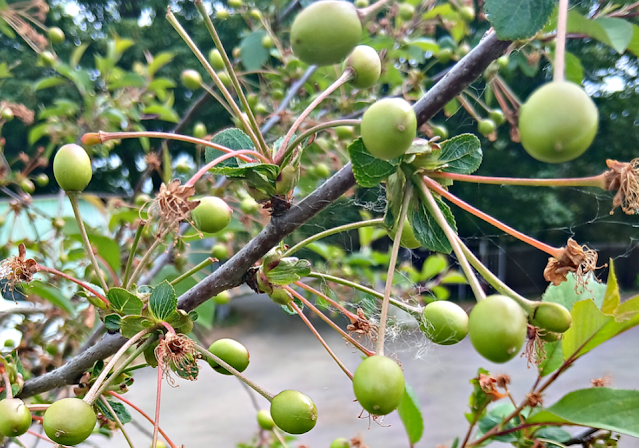 Unripe cherries