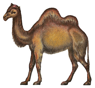 camel illustration antique image circus